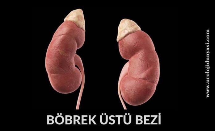 böbrek üstü bezi