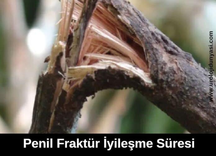 penil fraktür iyileşme süresi